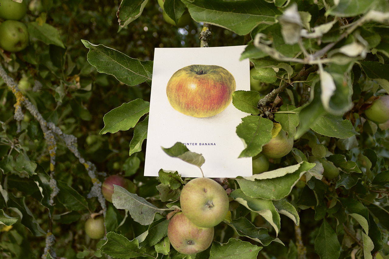 4er-Apfelpostkartenset Nr. 1 auf Apfelpapier