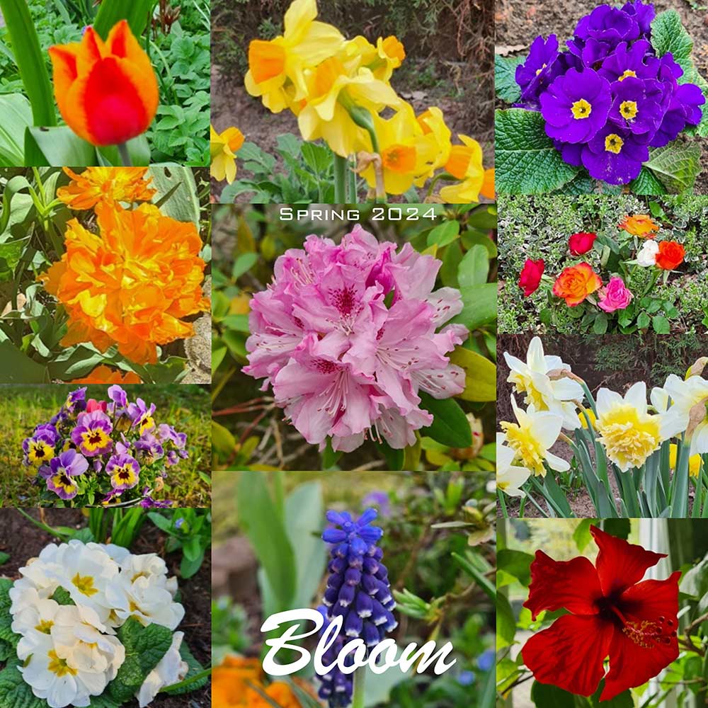 CD: "Bloom" von Ute Hering