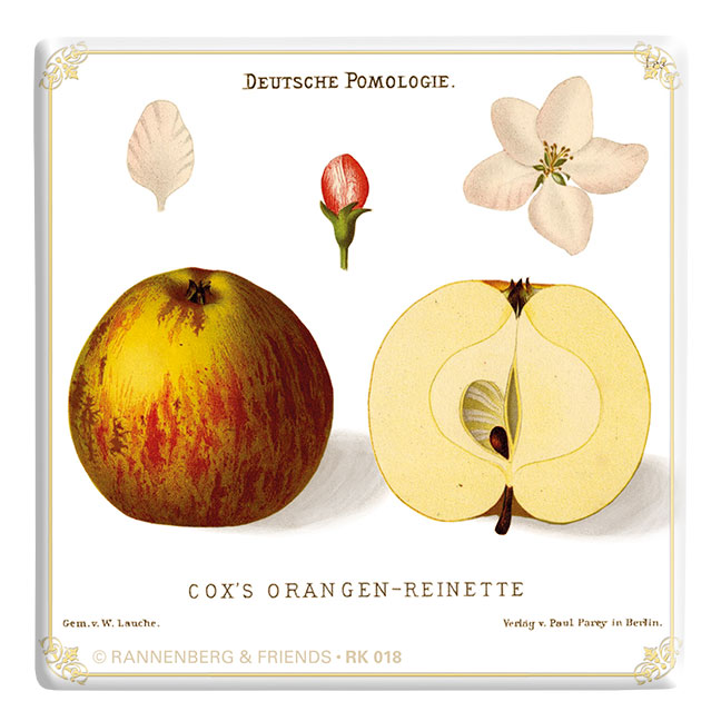 Porzellan Kachel Apfel "Cox Orange Renette - Pomologie der Äpfel"