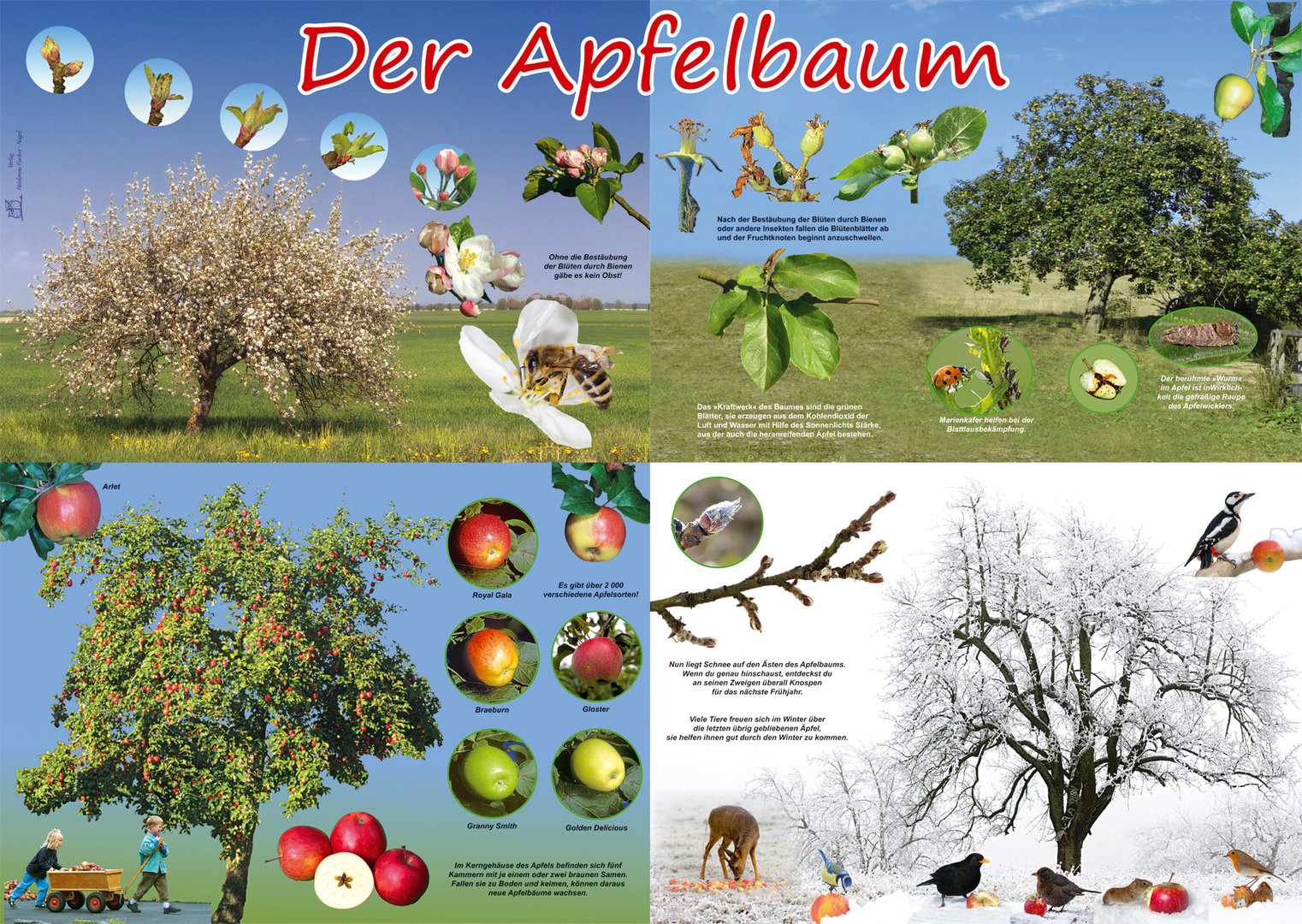 Poster der Apfelbaum
