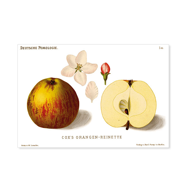 Postkarte-Coxs-Orangen-Reinette-Pomologie-der-Aepfel