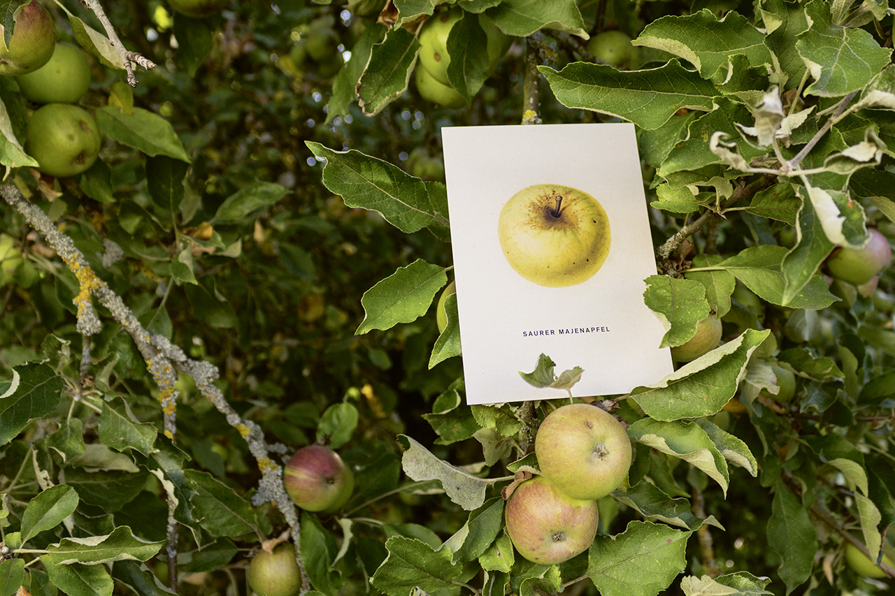 4er-Apfelpostkartenset Nr. 1 auf Apfelpapier